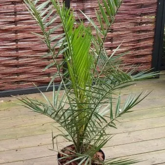 Fenix palm